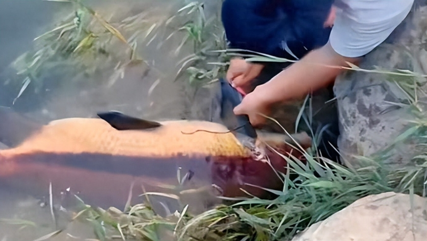 我是哪吒2千万票房被批诈骗,管家婆水心资料免费大全,经济性执行方案剖析_高级版V9.75